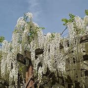 Image result for Wisteria flor. Longissima Alba