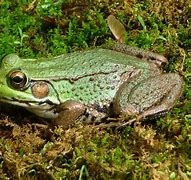Image result for Smirking Pepe Frog
