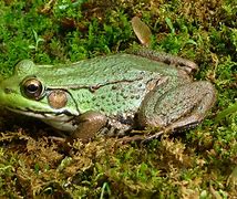 Image result for Pepe Da Frog