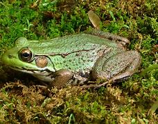 Image result for Frog Face Easy
