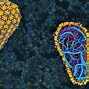 Image result for Aids Virus Cell