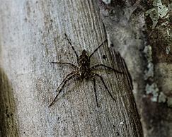 Image result for Wood Spider