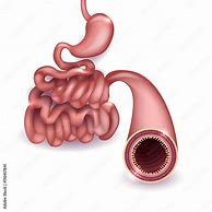 Image result for Healthy Small Intestine