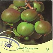 Image result for Actinidia arguta Domino