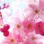 Image result for Pretty Floral Background