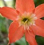 Image result for Jamaican Flowers