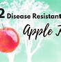 Image result for Spraying Apple Trees with Paraffin