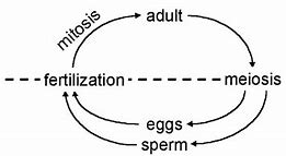 Image result for Animal Life Cycle