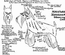 Image result for Giant Schnauzer Grooming Chart