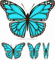 Image result for Butterfly Landing Vector
