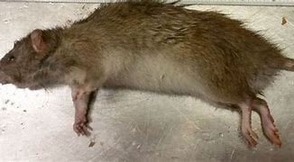 Image result for A Rat a Size of a Cat