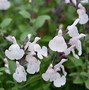 Image result for Salvia greggii Mirage White