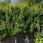 Image result for Pear Trees Types