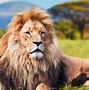 Image result for ipad pro wallpapers 4k wildlife