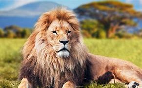 Image result for Stock Images Animals Lion 8K