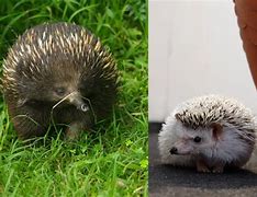 Image result for Echidna and Hedgehog
