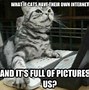 Image result for Amarica Cat Meme
