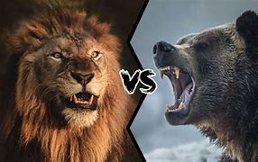 Image result for Lions vs Bear Memes
