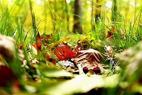 Image result for 4K iPhone Deep Green Wallpaper