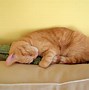 Image result for Kitty Cat Hug