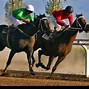 Image result for Horse Racing Colors