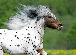 Image result for appaloosas horses color