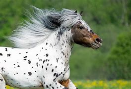 Image result for Appaloosa Draft Horse