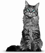Image result for Maine Coon Cat White Background
