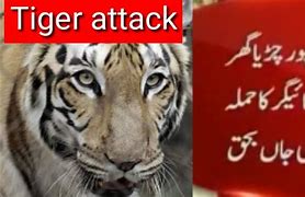 Image result for Zoo Incidents