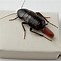 Image result for Roach