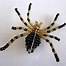 Image result for Beaded Spider Pattern-Free