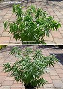 Image result for Underwatered Cannabis