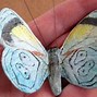 Image result for Small Butterflies for Crafts