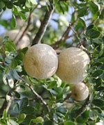 Image result for Limonia Acidissima Wood Apple Wood Apple