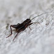 Image result for Small White Cricket