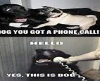 Image result for This Is Dog Meme