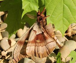 Image result for Moth Folded Wings