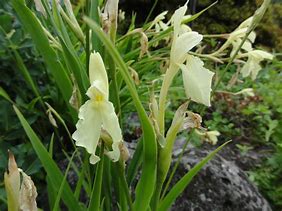 Image result for Roscoea cautleoides