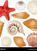 Image result for Shell Vector Graphic