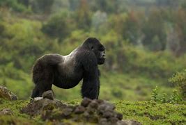 Image result for Gorilla That Died