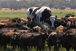 Image result for Biggest Cows in SA