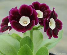 Image result for Primula auricula Argus