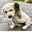 Image result for CHF High Five Meme