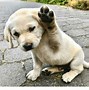 Image result for Almost High Five Meme