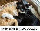 Image result for 5 Cats Snuggling