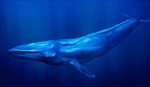 Image result for Biggest Blue Whale Ever