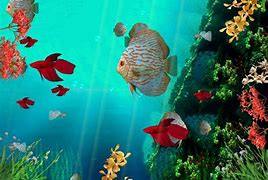 Image result for Free Live Fish Wallpaper
