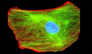 Image result for cytoplazma