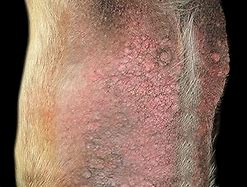 Image result for Canine Scabies