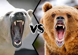 Image result for Polar Bear Size vs Grizzly